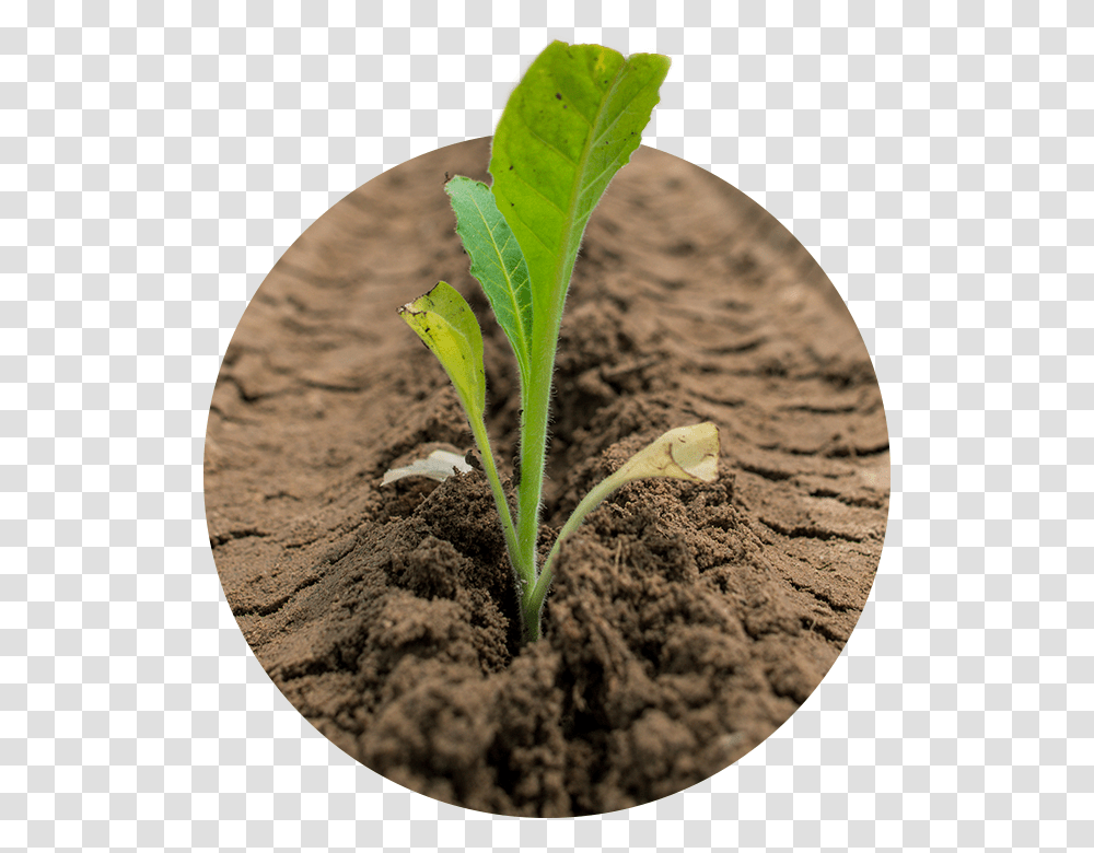 Plant Stem, Sprout, Leaf, Soil, Produce Transparent Png