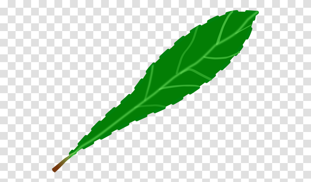 Plant Stemgreenplant Clipart Royalty Free Svg Clip Art, Leaf, Vegetable, Food, Veins Transparent Png