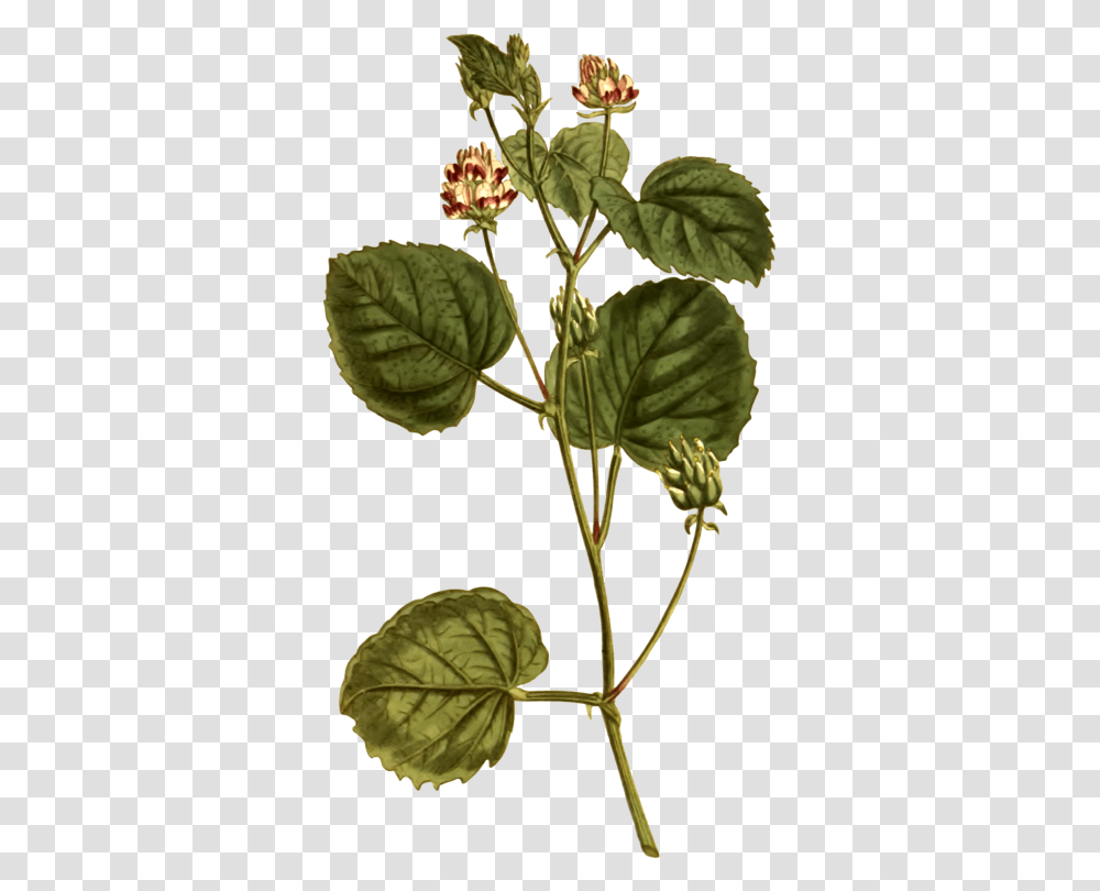 Plant Stemherbplant Psoralea Corylifolia Illustration, Leaf, Annonaceae, Tree, Potted Plant Transparent Png