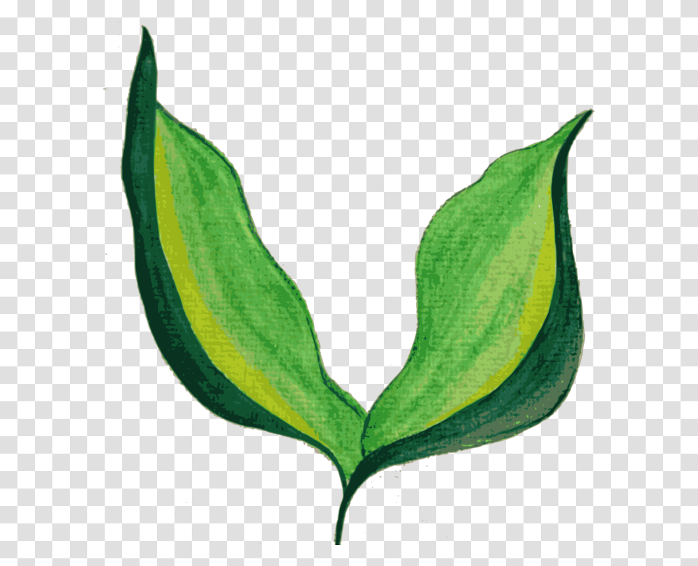 Plant Stemplantflower Painted Leaf Background, Produce, Food, Vegetable, Okra Transparent Png