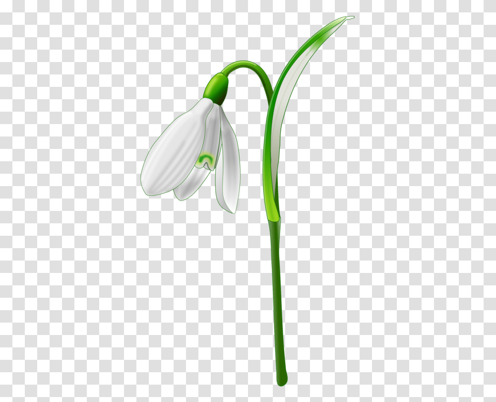Plant Stemplantflower Snowdrop Clipart, Blossom, Amaryllidaceae, Petal, Amaryllis Transparent Png