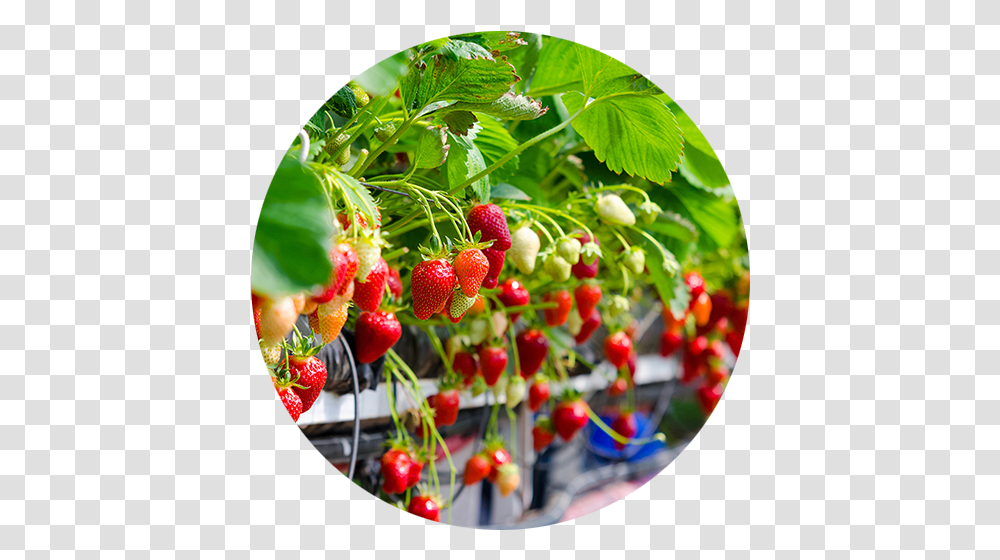 Plant, Strawberry, Fruit, Food Transparent Png