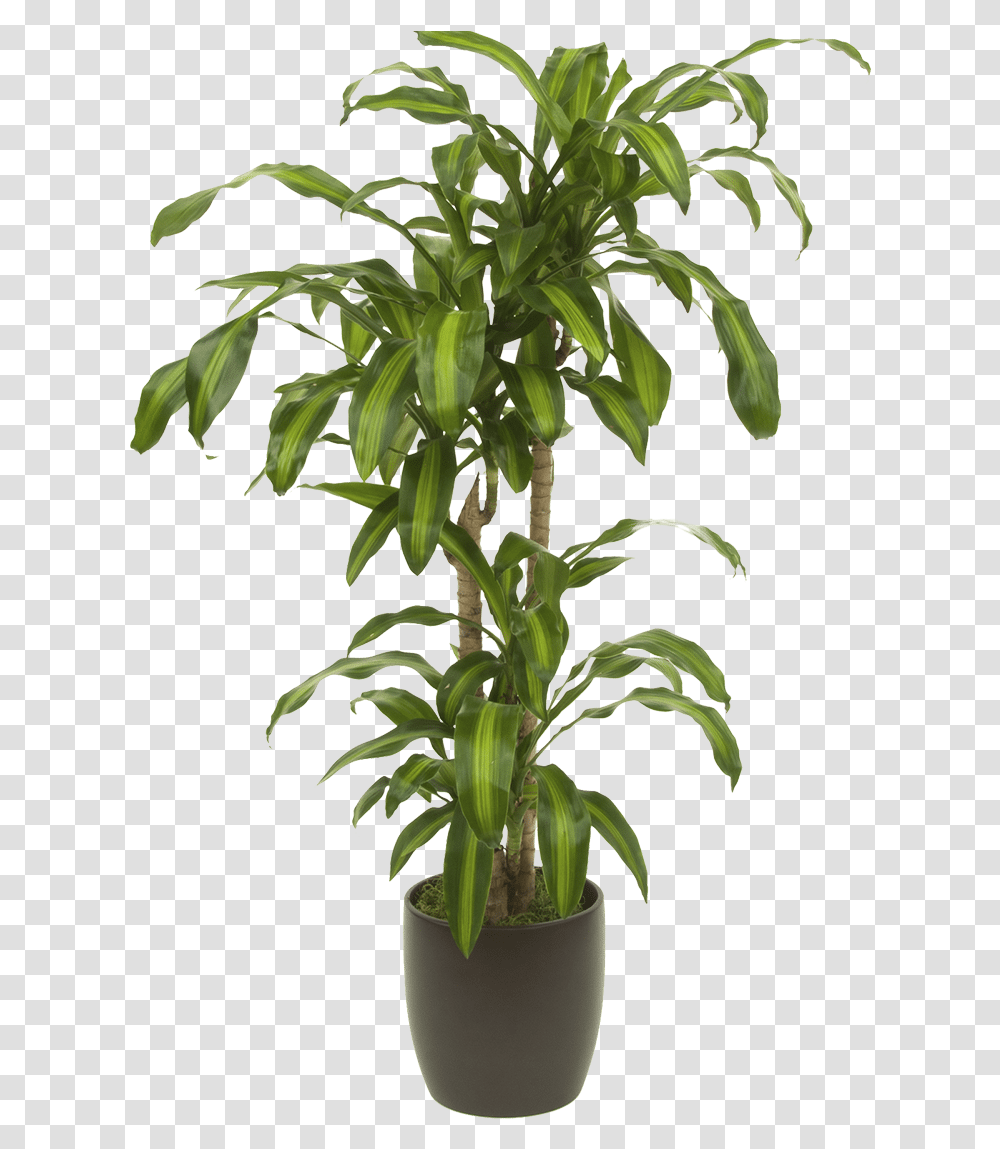 Plant Tall Plant, Tree, Leaf, Tree Trunk, Palm Tree Transparent Png