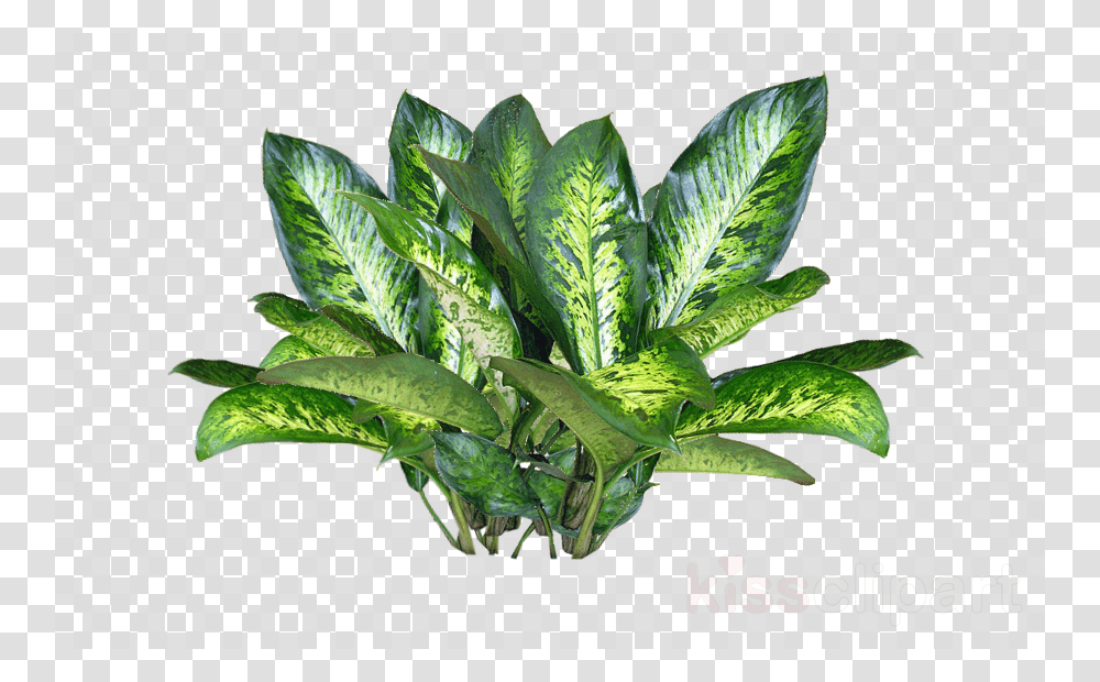 Plant Texture Clipart Plants Aesthetic Overlays For Edits, Leaf, Vegetable, Food, Bird Transparent Png