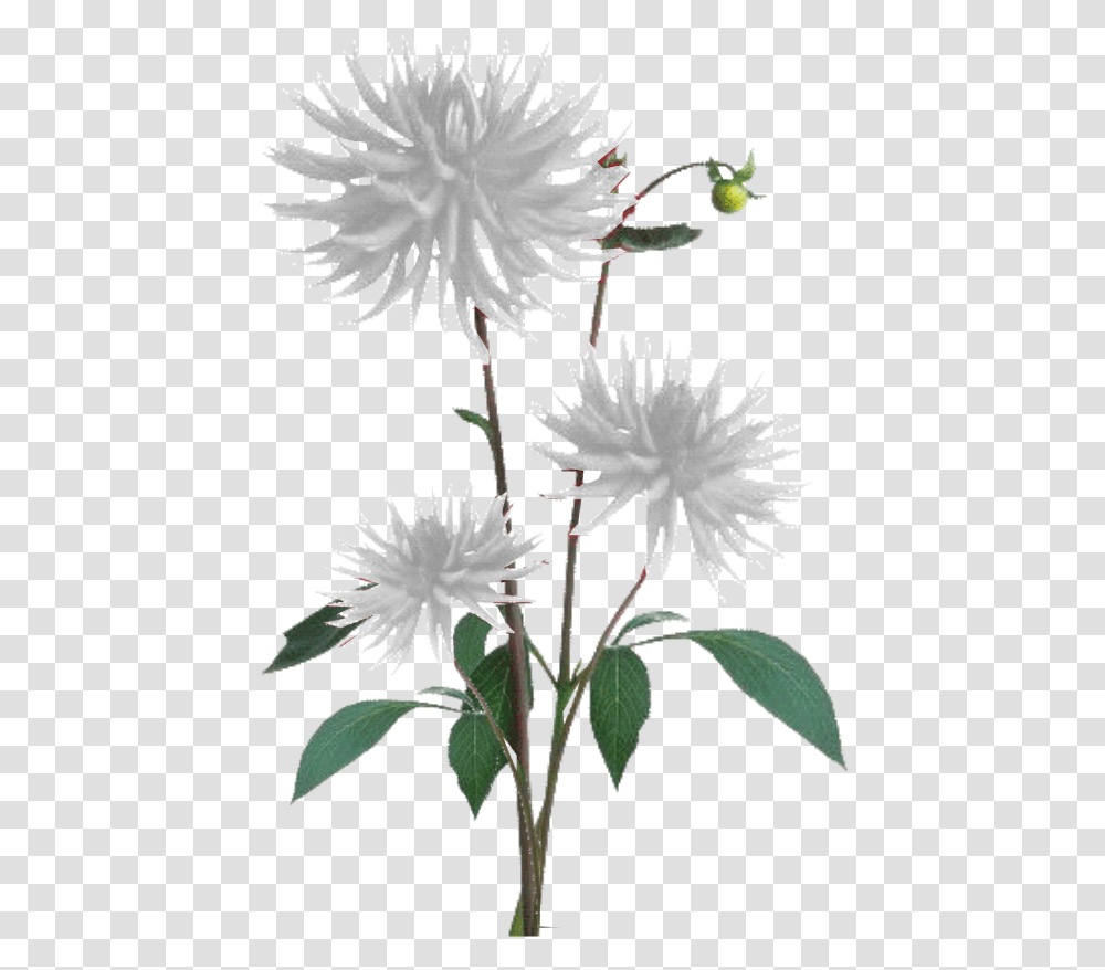 Plant Texture, Flower, Acanthaceae, Dahlia, Daisy Transparent Png