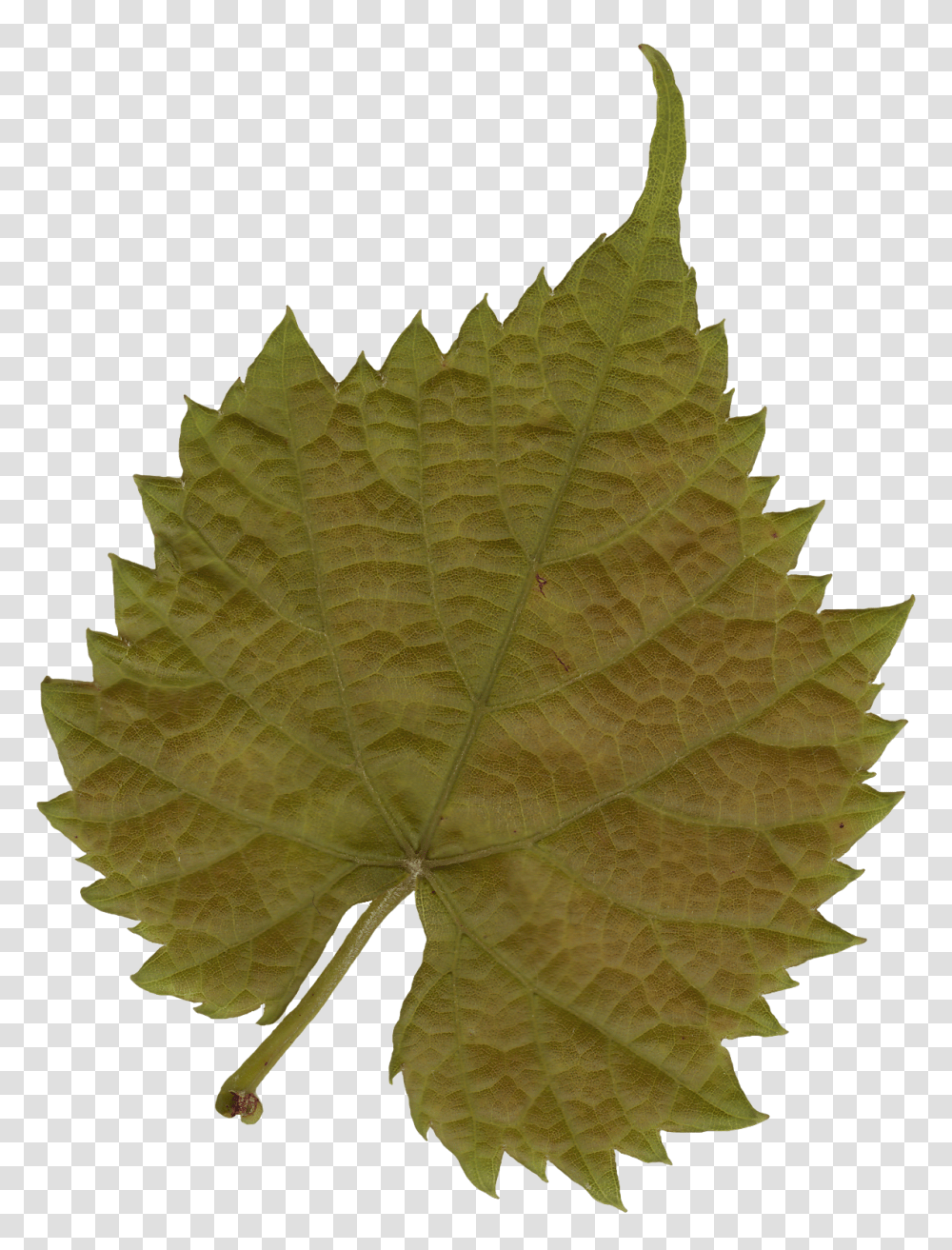 Plant Textures, Leaf, Tree, Maple Leaf, Veins Transparent Png