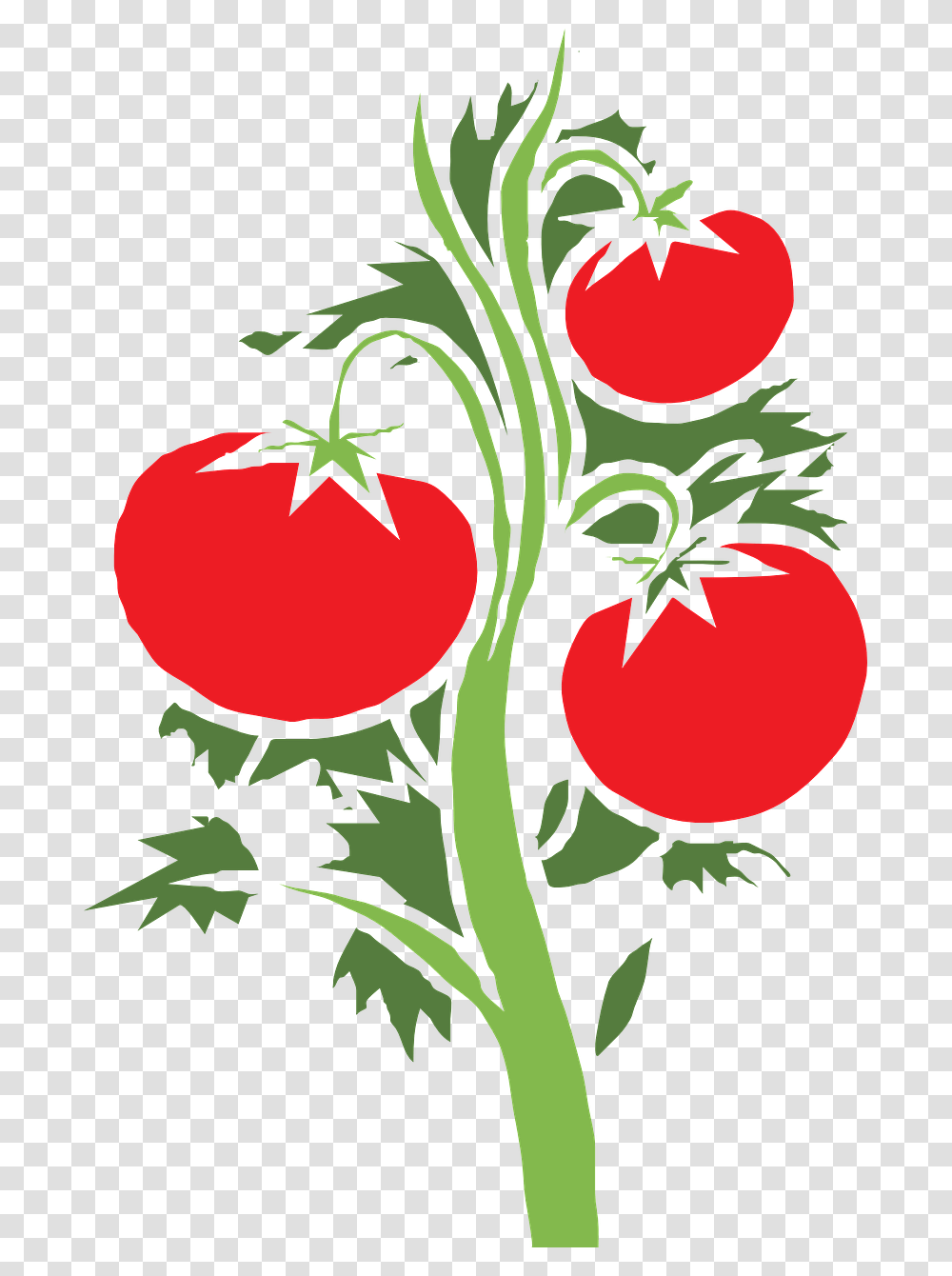 Plant Tomato Huge Fruits Tomato Plant Clipart, Food, Vegetable Transparent Png