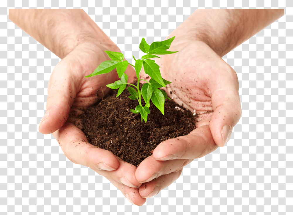 Plant Tree Hand, Soil, Person, Human, Planting Transparent Png