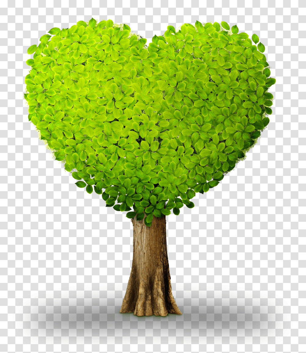 Plant Tree Heart Heart Shaped Tree Clipart, Sphere, Green, Fungus, Ball Transparent Png