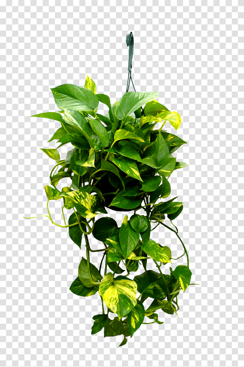Plant Tree Nature Hanging Creeper Creepers Hanging Plants, Leaf, Green, Vine, Bamboo Transparent Png