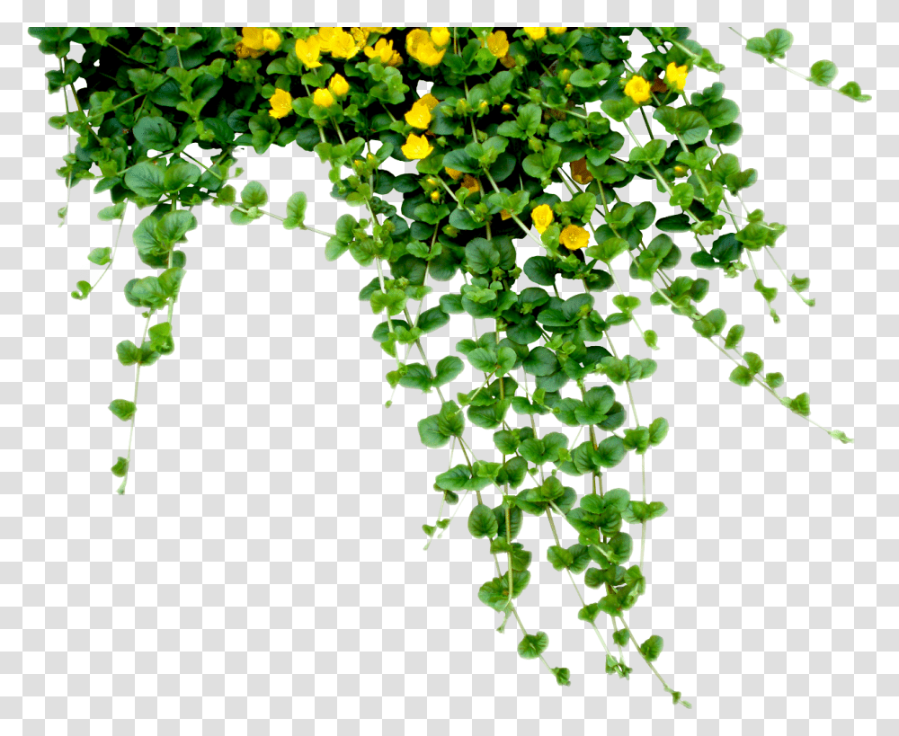 Plant Tree Nature Hanging Creeper Plants And Flowers, Vine, Leaf, Ivy, Vegetation Transparent Png