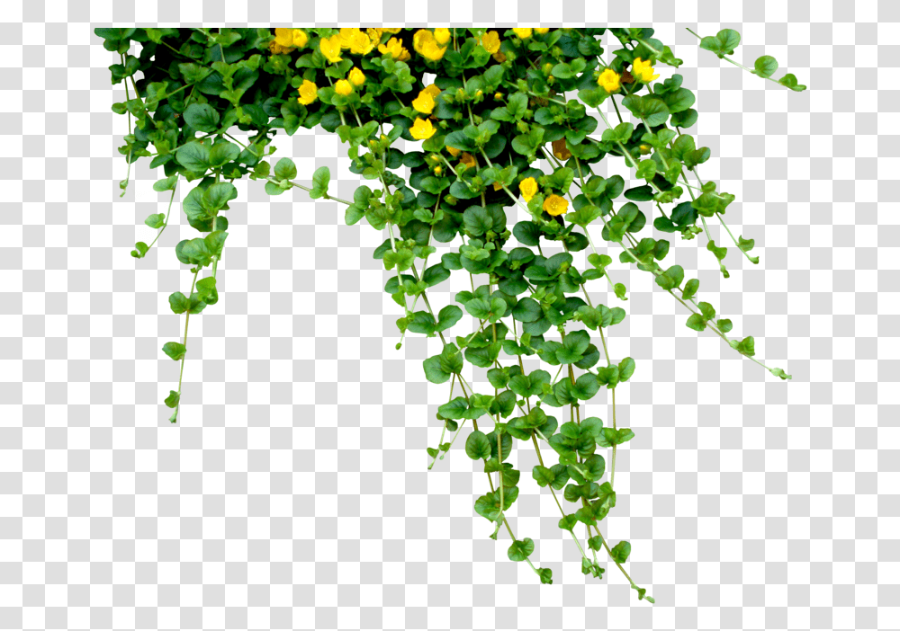 Plant Tree Nature Hanging Plant Creeper Creepers Plant, Vine, Leaf Transparent Png