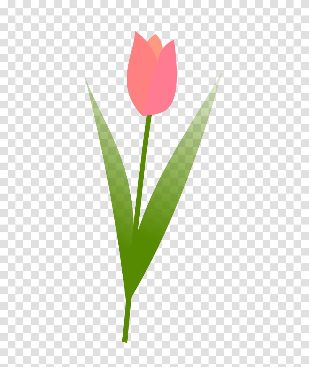 Plant, Tulip, Flower, Blossom Transparent Png