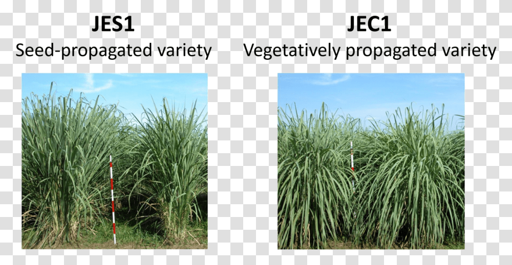 Plant Type Of Erianthus Varieties Jes1 And Jec1 Sweet Grass, Vegetation, Agavaceae, Collage, Poster Transparent Png