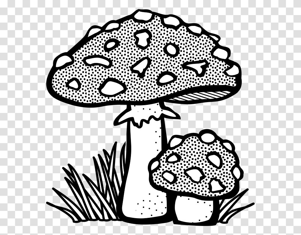 Plant Vector, Agaric, Mushroom, Fungus, Photography Transparent Png