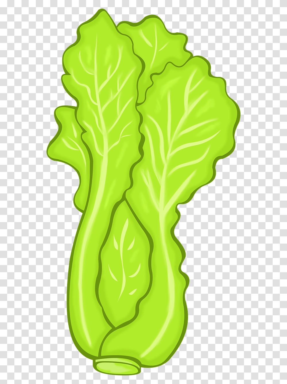 Plant, Vegetable, Food, Kale Transparent Png