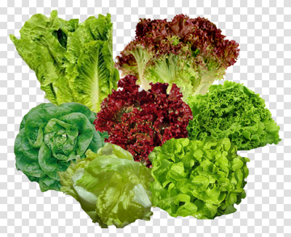 Plant, Vegetable, Food, Lettuce Transparent Png