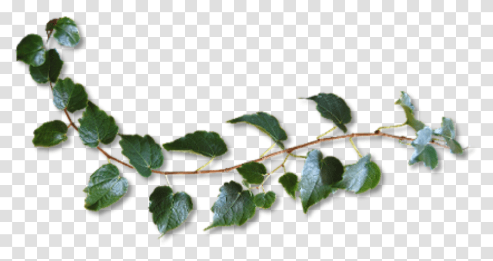 Plant Vine Green Freetoedit Twig, Leaf, Veins, Ivy, Flower Transparent Png