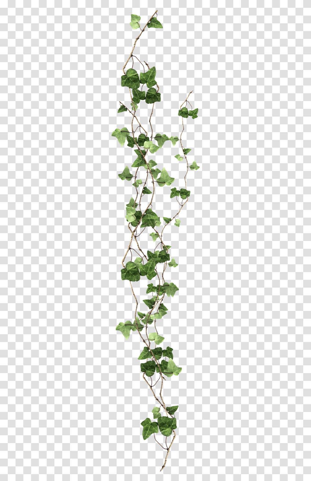 Plant Vine Ivy Free Clipart Hd Clipart Ivy, Leaf Transparent Png