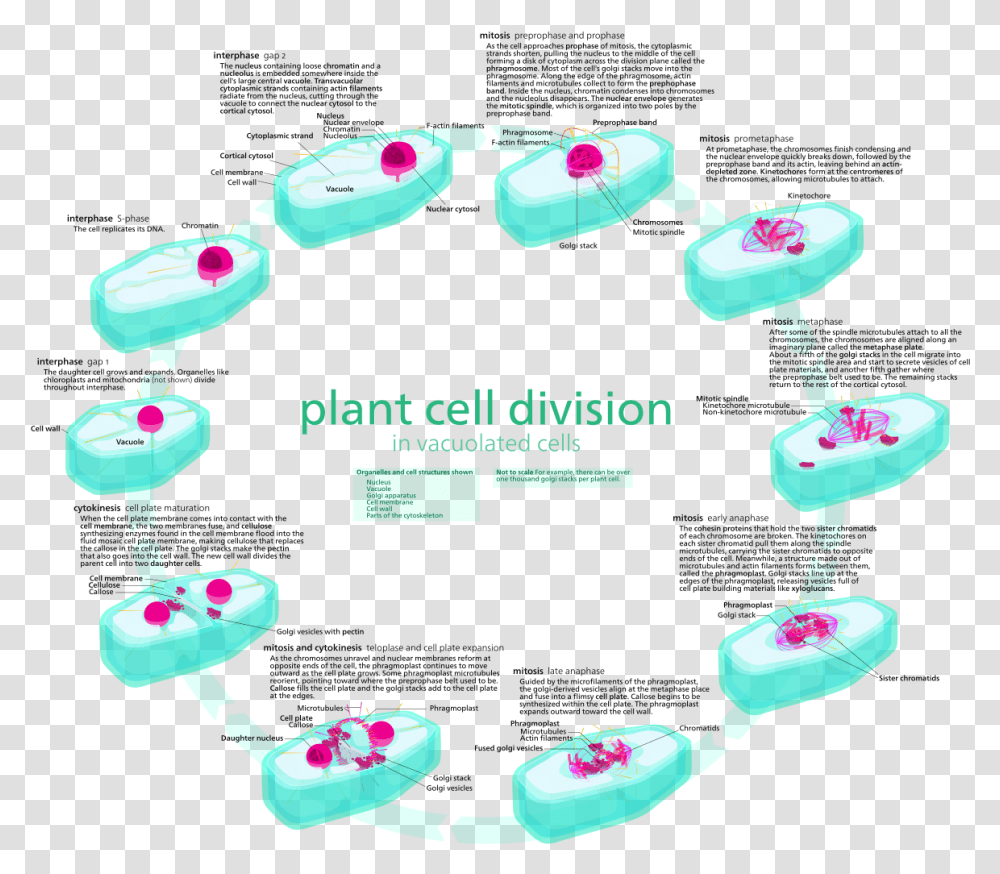 Plant Vs Animal Cell Division, Bracelet, Jewelry, Accessories, Accessory Transparent Png