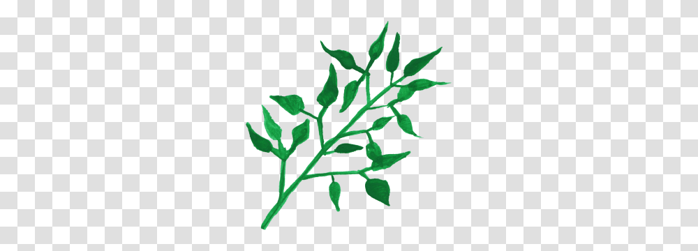 Plant Watercolor Leaves Leaves, Leaf, Produce, Food Transparent Png