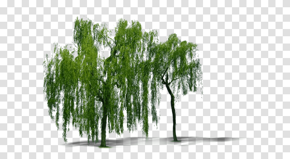 Plant Weeping Willow Tree Trees Weeping Willow Tree, Vegetation Transparent Png