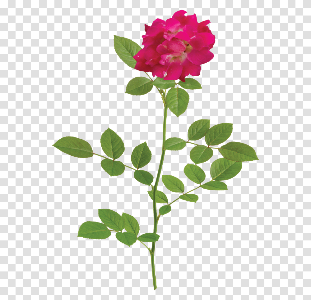 Plant With Flowers, Blossom, Rose, Petal, Acanthaceae Transparent Png