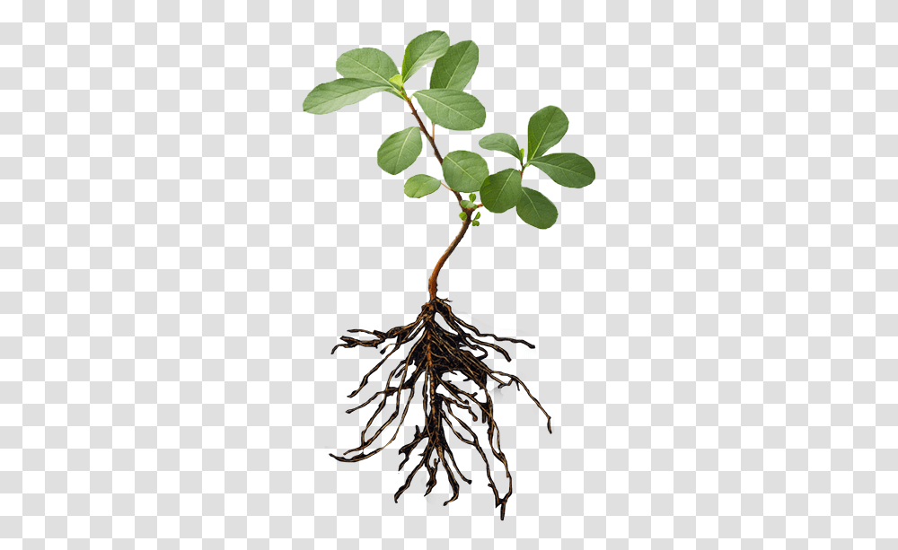 Plant With Roots Image, Leaf, Tree Transparent Png