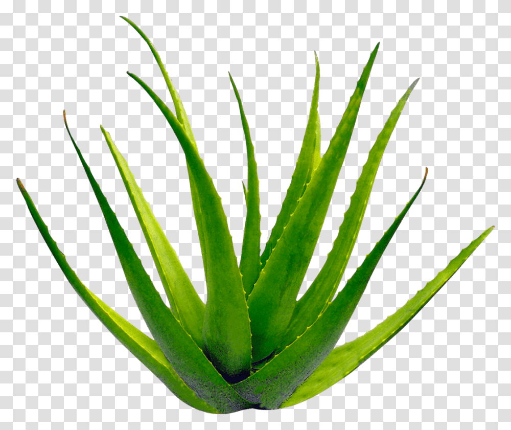 Planta Aloe Vera Background Aloe Vera Transparent Png