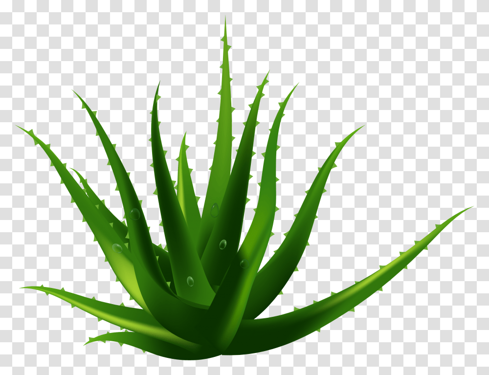 Planta De Aloe Vera Euclidiana Del Vector Aloe Vera Background Transparent Png