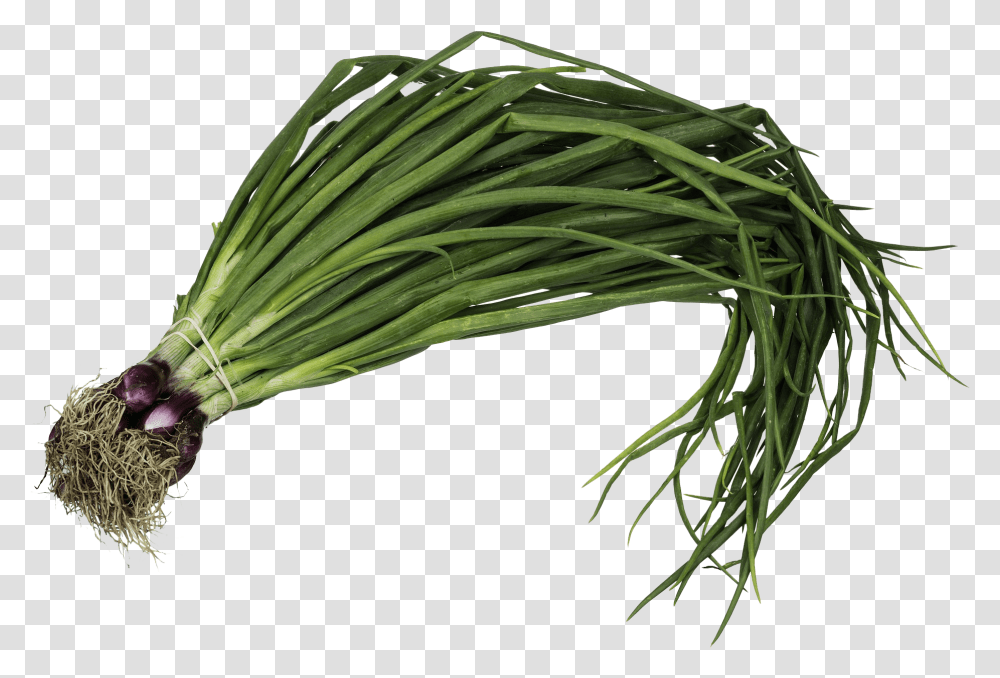Planta De Cebolla De Verdeo Download Onion Welsh, Food, Produce, Vegetable, Leek Transparent Png