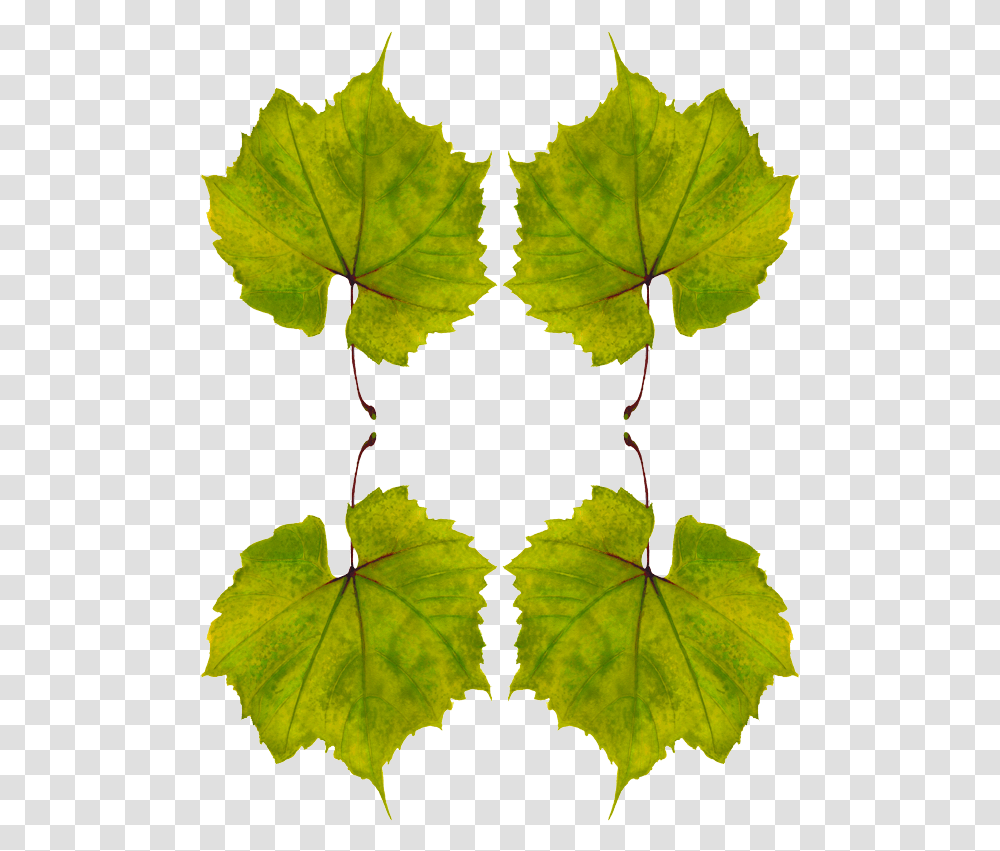 Planta De Uva Hojas, Leaf, Veins, Green, Ivy Transparent Png