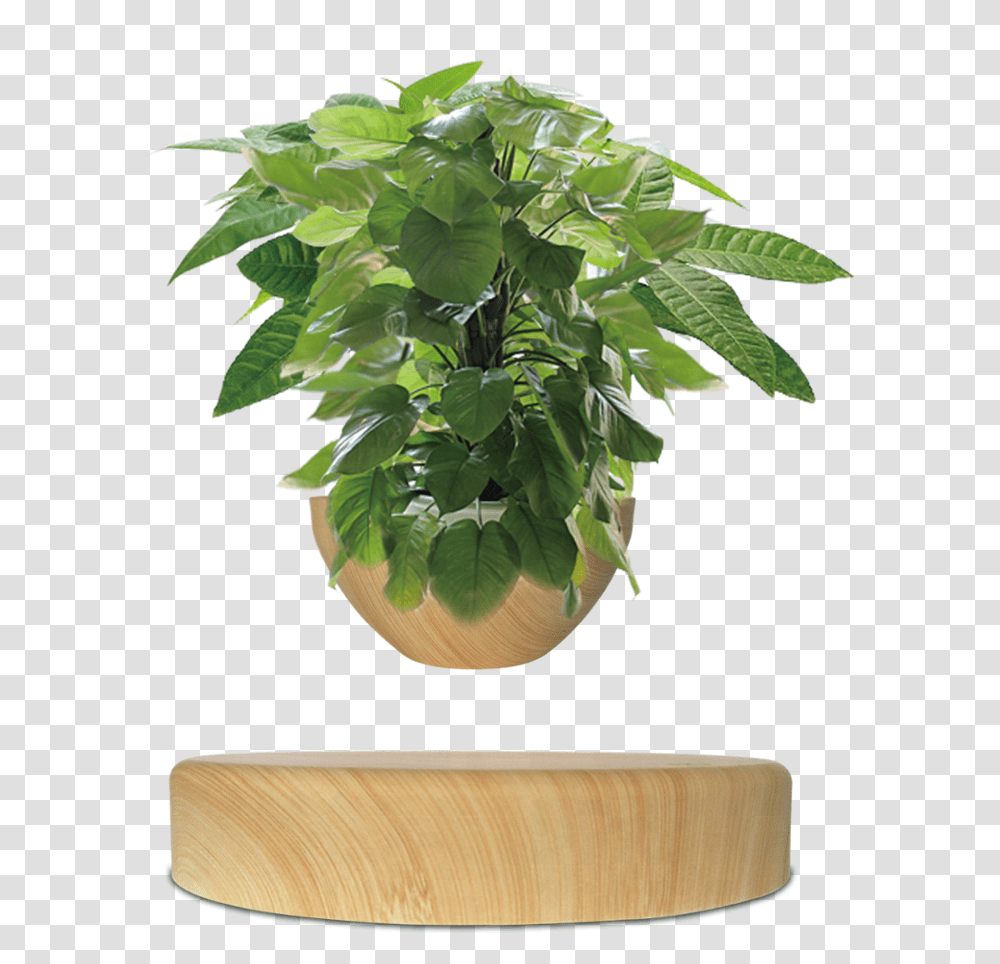 Planta Levitacion Magnetica, Leaf, Potted Plant, Vase, Jar Transparent Png