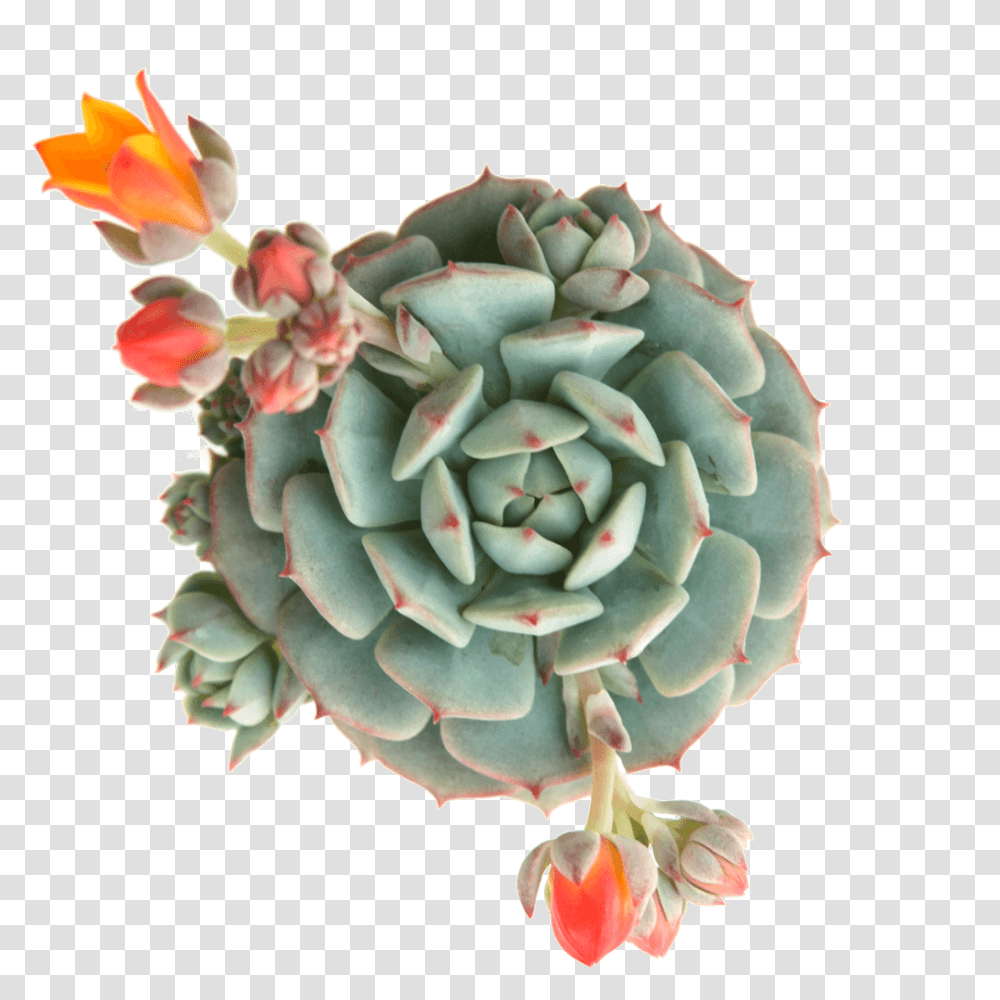 Planta Suculenta Echeveria Cactaceae Succulents On Background, Rose, Ornament, Cactus, Pattern Transparent Png