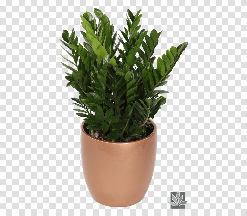 Planta Zz Zamioculcas Zamiifolia, Pot, Flower, Blossom, Potted Plant Transparent Png