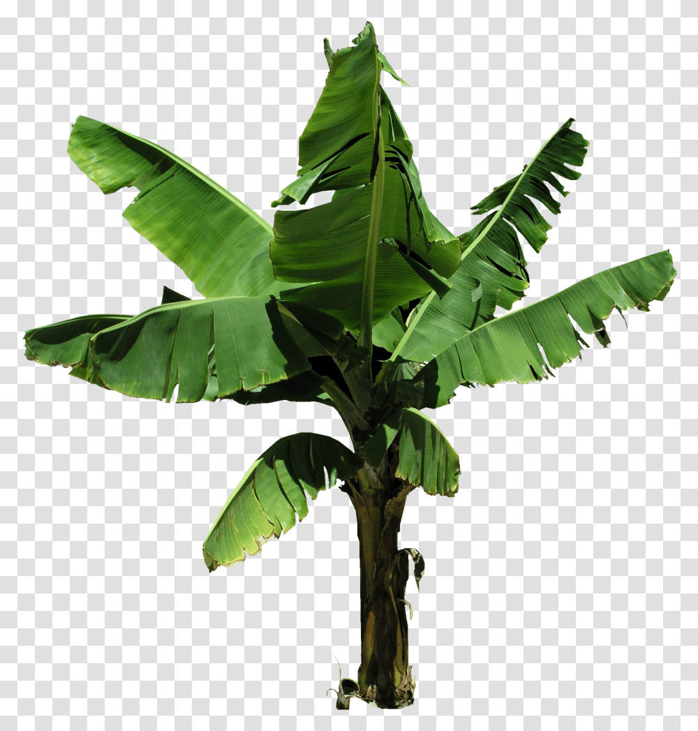 Plantain And Vectors For Free Banana Tree Leaves, Leaf, Green, Fruit, Food Transparent Png