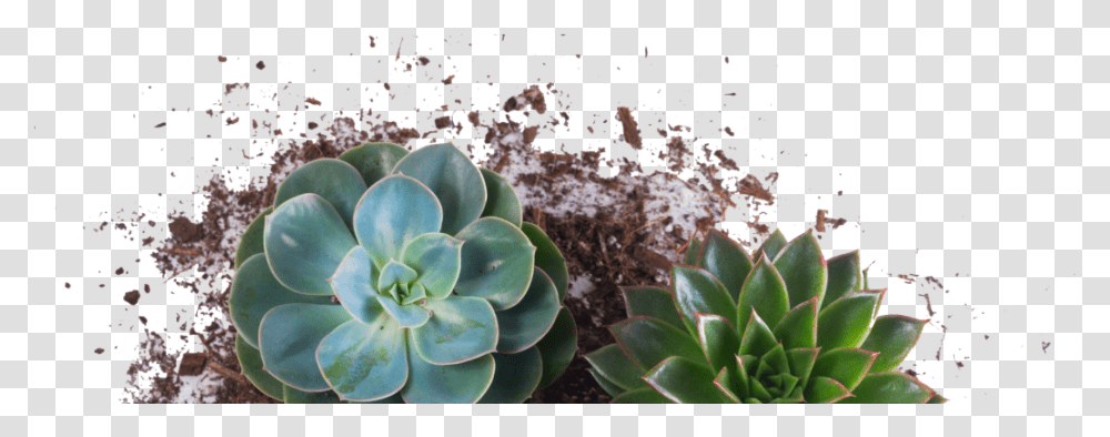 Plantas Hipster, Aloe, Flower, Potted Plant, Vase Transparent Png