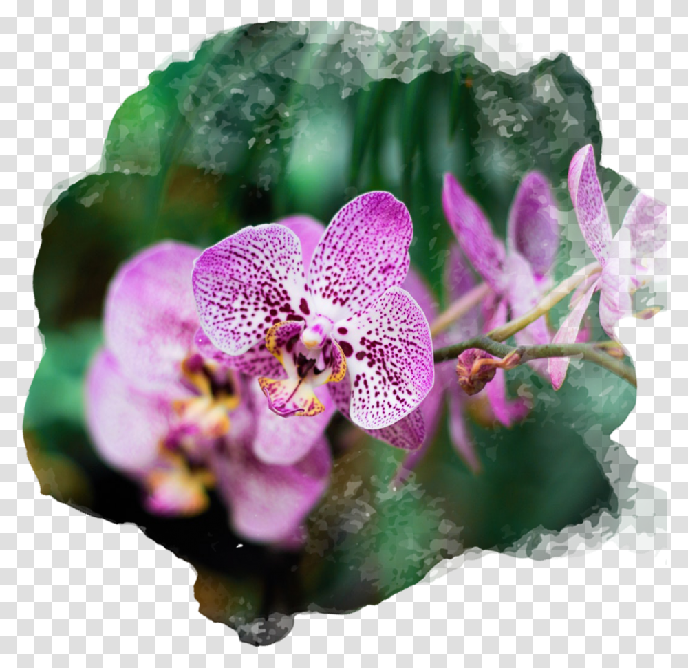 Plantas Hornamentales Con Sus Nombres, Flower, Blossom, Honey Bee, Insect Transparent Png