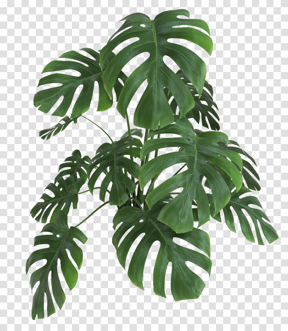 Plantas Monstera Plant, Leaf, Fern, Potted Plant, Vase Transparent Png