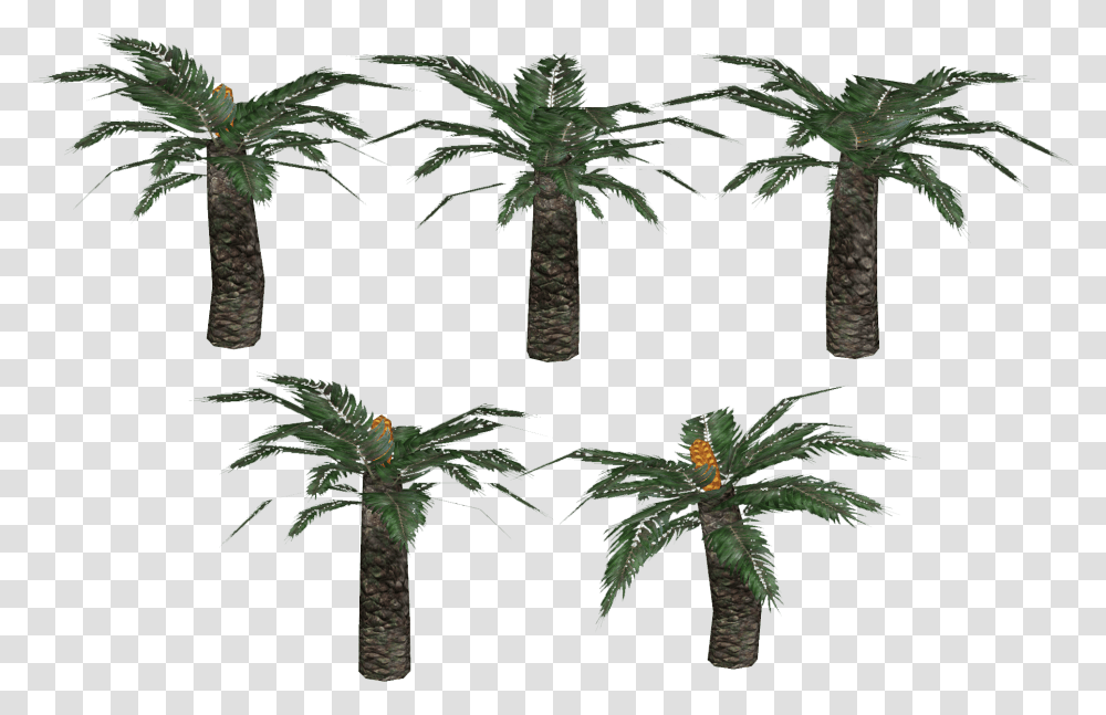 Plantas Prehistoricas, Palm Tree, Arecaceae, Tropical, Tree Trunk Transparent Png