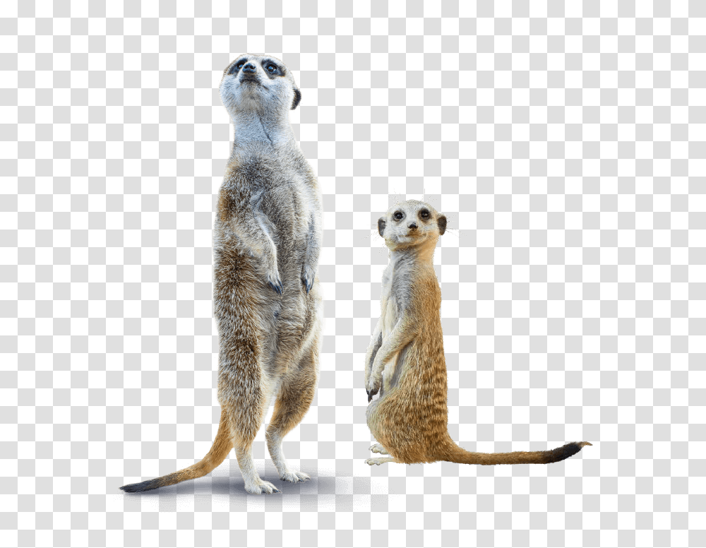 Plantasia Swansea Animals Meerkat, Standing, Kangaroo, Mammal, Wallaby Transparent Png