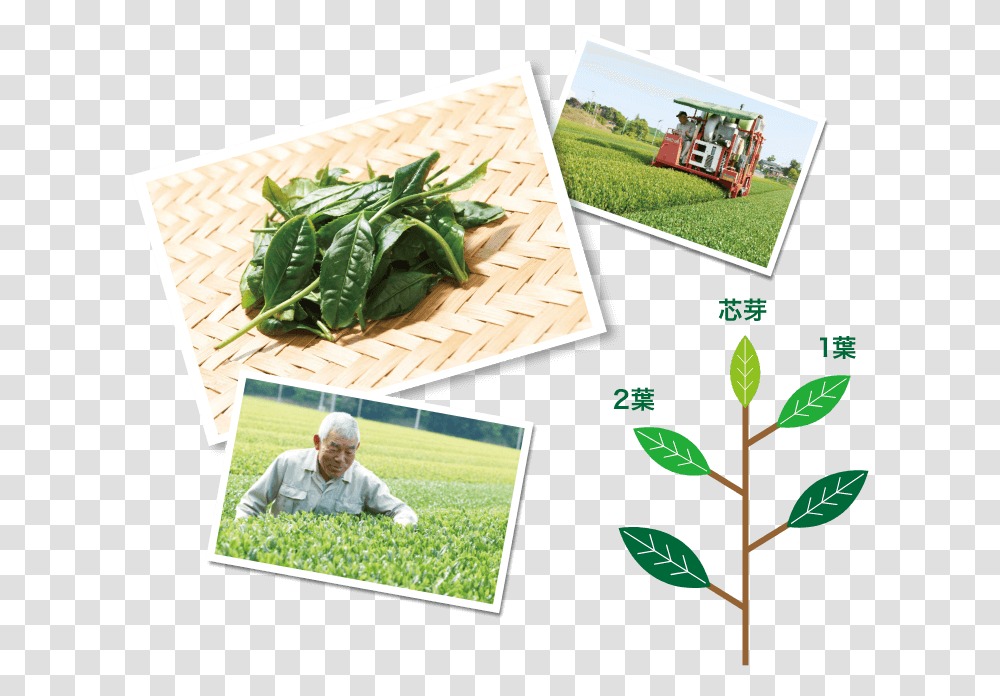 Plantation, Grass, Person, Leaf, Poster Transparent Png