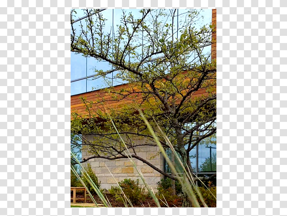 Plantation, Tree, Outdoors, Office Building, Architecture Transparent Png