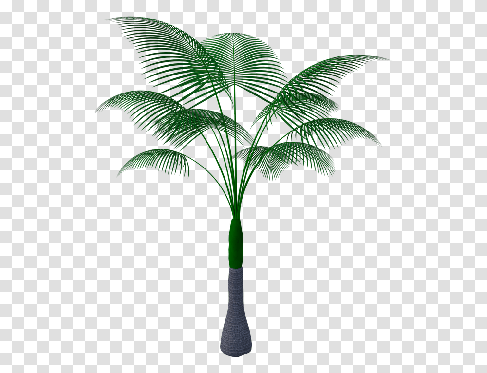 Plante Tropicale, Palm Tree, Arecaceae, Green, Leaf Transparent Png