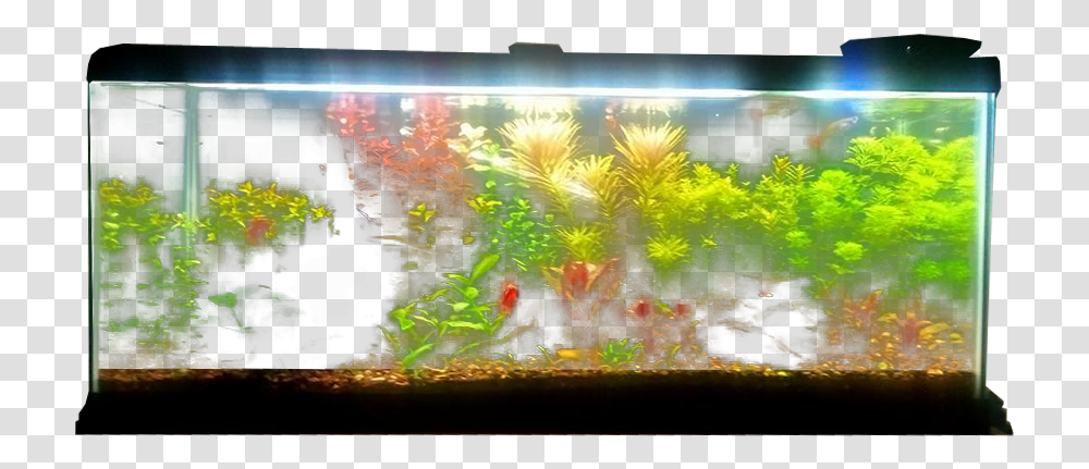 Planted Aquarium Fish Tank Background, Water, Sea Life, Animal Transparent Png