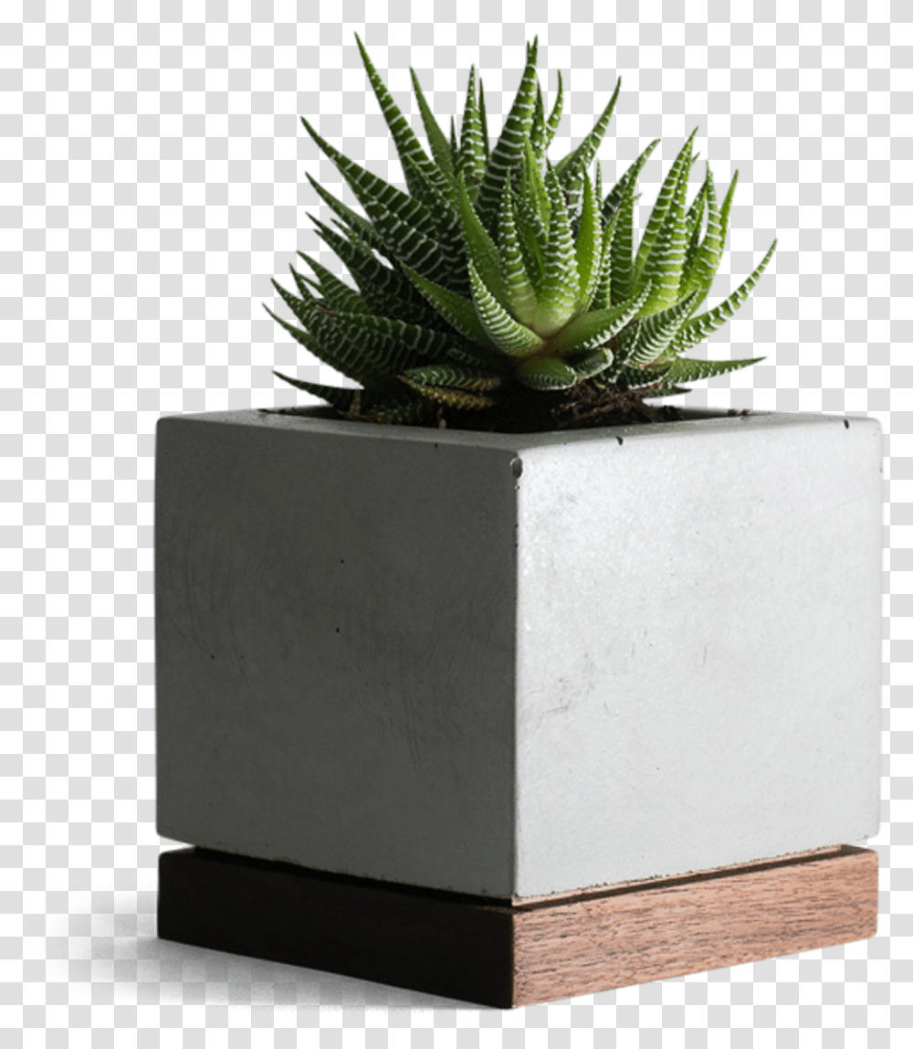 Planter Concrete And Walnut Concrete Succulent Planter, Potted Plant, Vase, Jar, Pottery Transparent Png