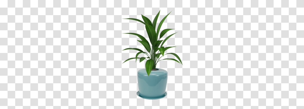 Planter Urn, Tree, Palm Tree, Arecaceae, Flower Transparent Png