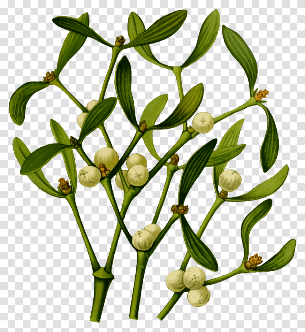 Plantfloracommodity Mistletoe, Flower, Bud, Sprout, Annonaceae Transparent Png