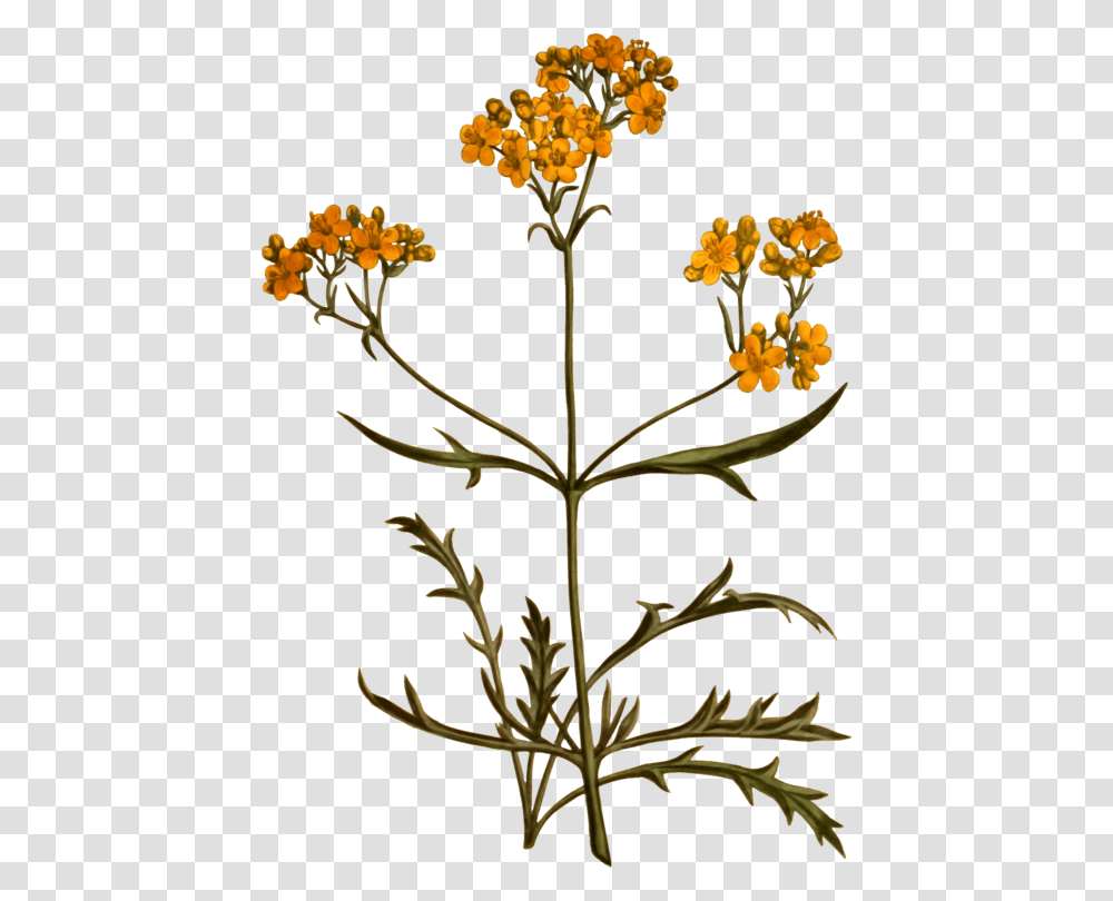 Plantfloracommon Tansy Botanic Flower, Apiaceae, Pollen, Acanthaceae, Daisy Transparent Png