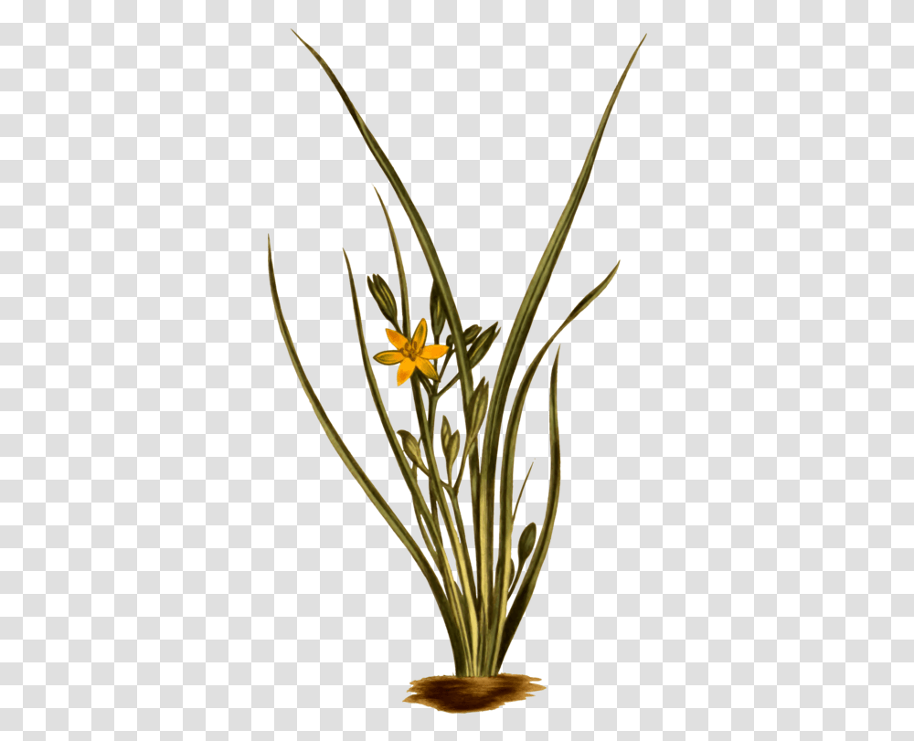 Plantfloraflowerpot Clipart Royalty Free Svg Star Grass Clipart, Blossom, Daffodil, Flower Arrangement, Amaryllidaceae Transparent Png